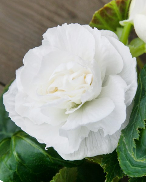 Double White8